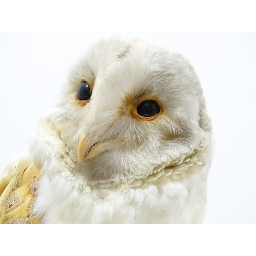 1209 - Taxidermy: an early 20thC mount of a Barn Owl, posed upon a wooden billet. Measuring approx 13 1/4