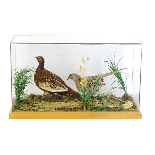 1206 - Taxidermy : A pair of Common Pheasants, posed within a naturalistic setting. The rectangular case wi... 