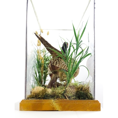 1206 - Taxidermy : A pair of Common Pheasants, posed within a naturalistic setting. The rectangular case wi... 