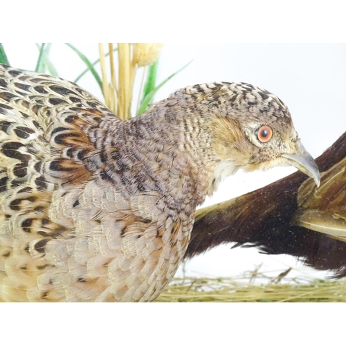 1206 - Taxidermy : A pair of Common Pheasants, posed within a naturalistic setting. The rectangular case wi... 