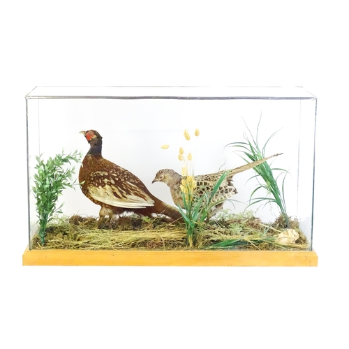 1206 - Taxidermy : A pair of Common Pheasants, posed within a naturalistic setting. The rectangular case wi... 