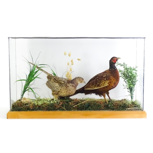 1206 - Taxidermy : A pair of Common Pheasants, posed within a naturalistic setting. The rectangular case wi... 