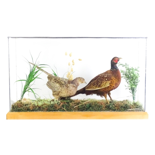 1206 - Taxidermy : A pair of Common Pheasants, posed within a naturalistic setting. The rectangular case wi... 