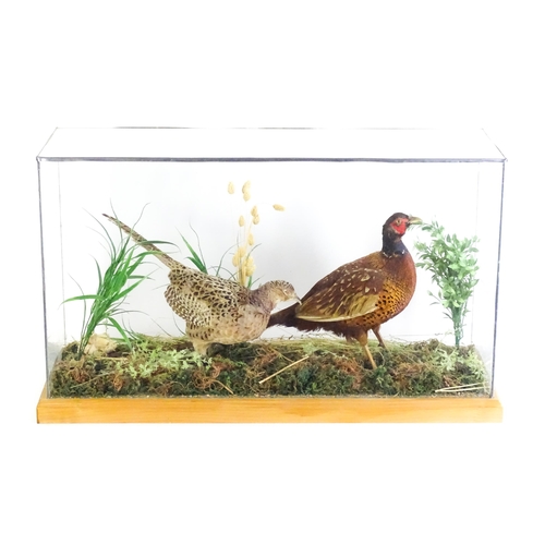 1206 - Taxidermy : A pair of Common Pheasants, posed within a naturalistic setting. The rectangular case wi... 