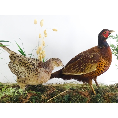 1206 - Taxidermy : A pair of Common Pheasants, posed within a naturalistic setting. The rectangular case wi... 