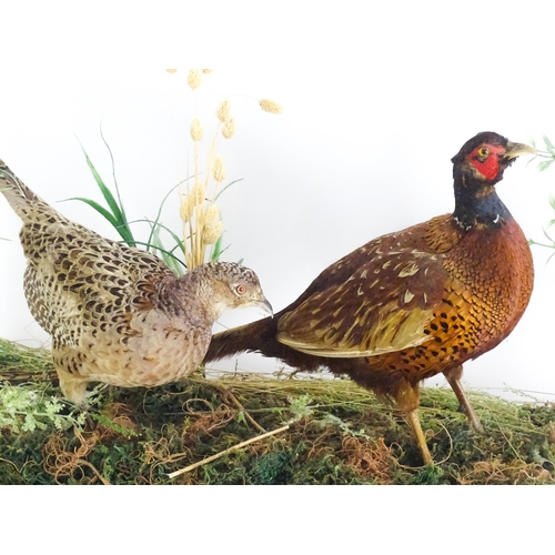 1206 - Taxidermy : A pair of Common Pheasants, posed within a naturalistic setting. The rectangular case wi... 