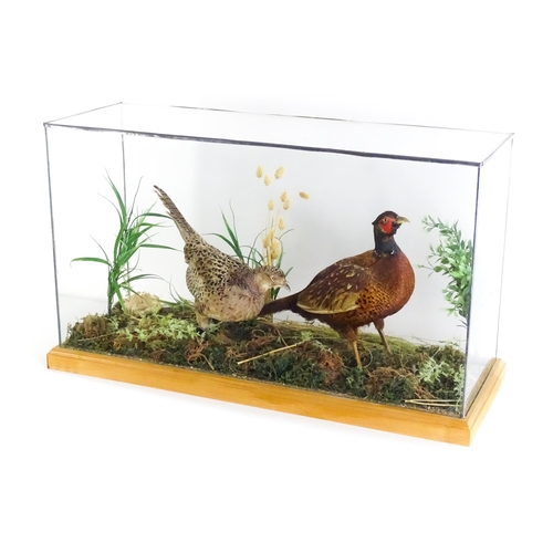 1206 - Taxidermy : A pair of Common Pheasants, posed within a naturalistic setting. The rectangular case wi... 