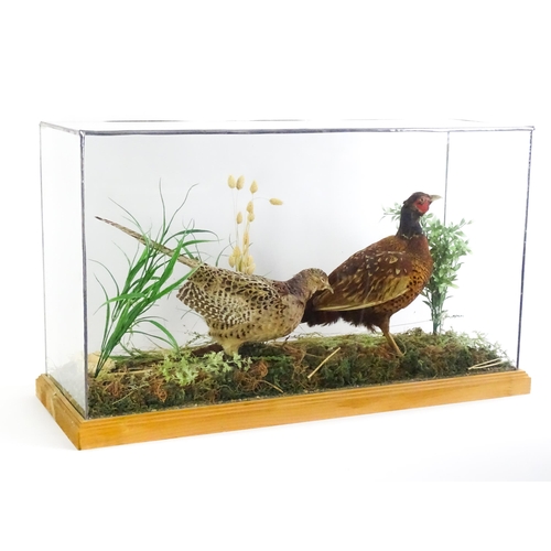 1206 - Taxidermy : A pair of Common Pheasants, posed within a naturalistic setting. The rectangular case wi... 