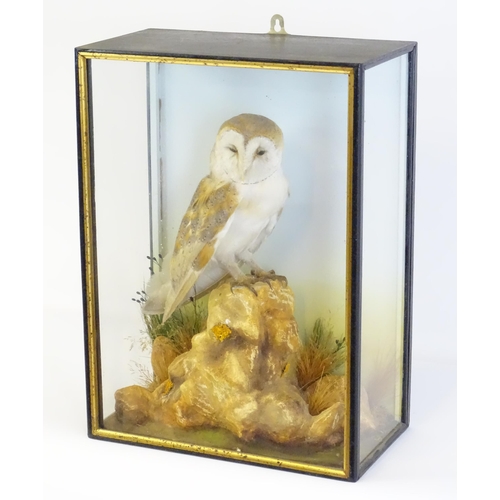 1208 - Taxidermy: an early 20thC cased mount of a Barn Owl, posed within a naturalistic setting upon a rock... 