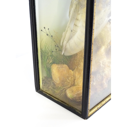 1208 - Taxidermy: an early 20thC cased mount of a Barn Owl, posed within a naturalistic setting upon a rock... 