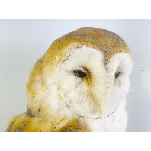 1208 - Taxidermy: an early 20thC cased mount of a Barn Owl, posed within a naturalistic setting upon a rock... 