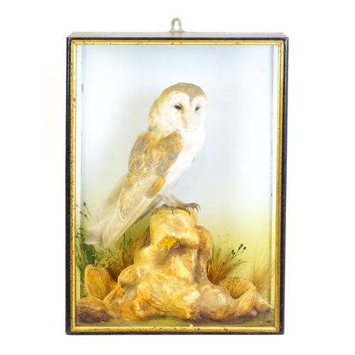 1208 - Taxidermy: an early 20thC cased mount of a Barn Owl, posed within a naturalistic setting upon a rock... 