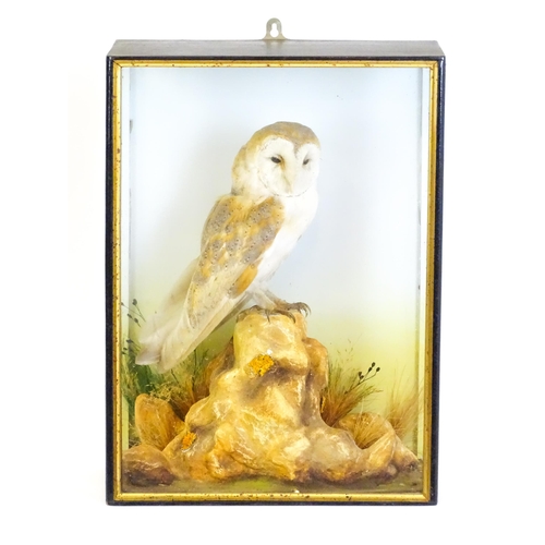 1208 - Taxidermy: an early 20thC cased mount of a Barn Owl, posed within a naturalistic setting upon a rock... 