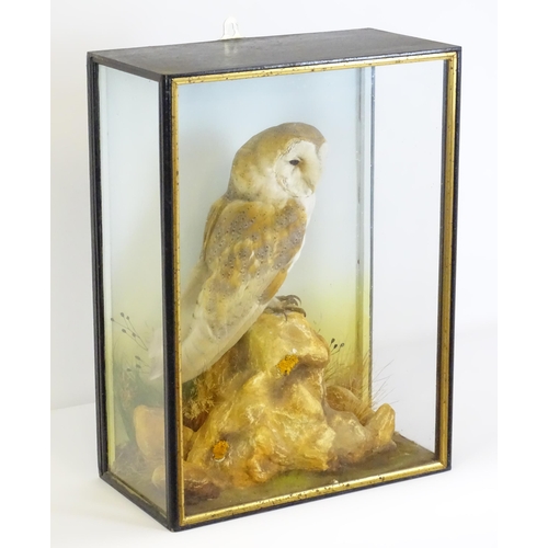 1208 - Taxidermy: an early 20thC cased mount of a Barn Owl, posed within a naturalistic setting upon a rock... 