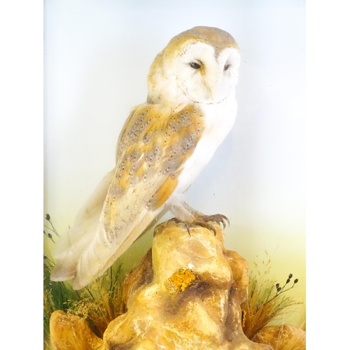 1208 - Taxidermy: an early 20thC cased mount of a Barn Owl, posed within a naturalistic setting upon a rock... 