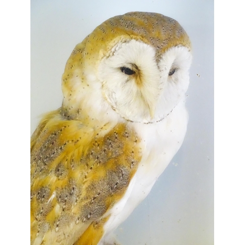 1208 - Taxidermy: an early 20thC cased mount of a Barn Owl, posed within a naturalistic setting upon a rock... 