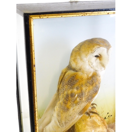 1208 - Taxidermy: an early 20thC cased mount of a Barn Owl, posed within a naturalistic setting upon a rock... 