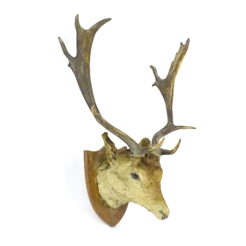 1210 - Taxidermy: an early 20thC head mount of a Fallow deer buck, affixed to an oak shield plinth, measuri... 