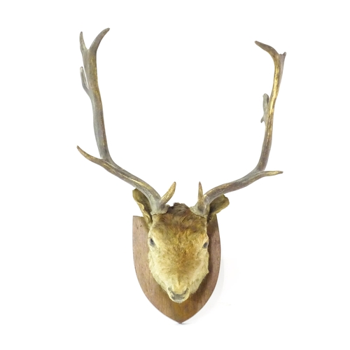 1210 - Taxidermy: an early 20thC head mount of a Fallow deer buck, affixed to an oak shield plinth, measuri... 