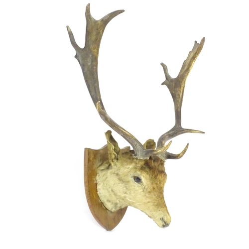 1210 - Taxidermy: an early 20thC head mount of a Fallow deer buck, affixed to an oak shield plinth, measuri... 