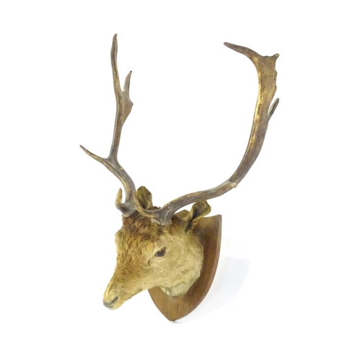 1210 - Taxidermy: an early 20thC head mount of a Fallow deer buck, affixed to an oak shield plinth, measuri... 