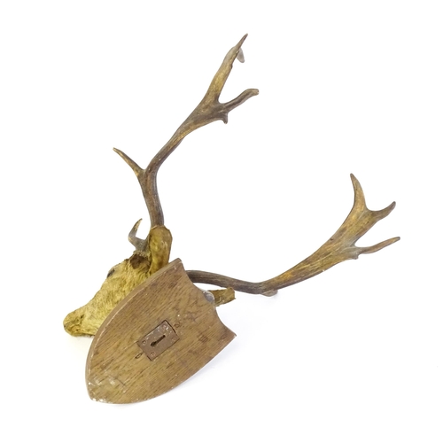 1210 - Taxidermy: an early 20thC head mount of a Fallow deer buck, affixed to an oak shield plinth, measuri... 