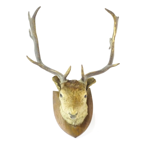 1210 - Taxidermy: an early 20thC head mount of a Fallow deer buck, affixed to an oak shield plinth, measuri... 