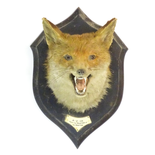 1211 - Taxidermy: an early 20thC Fox mask by Rowland Ward , London, mounted to a carved oak plinth bearing ... 