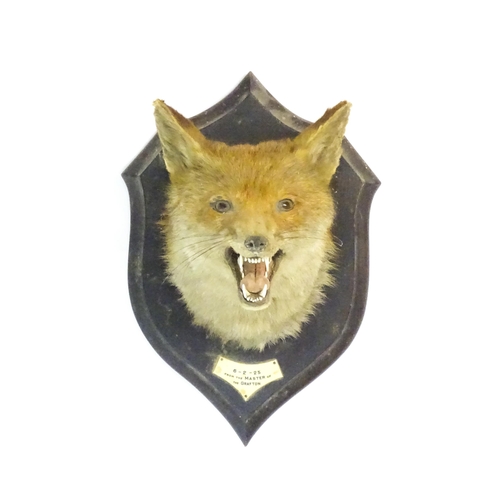 1211 - Taxidermy: an early 20thC Fox mask by Rowland Ward , London, mounted to a carved oak plinth bearing ... 