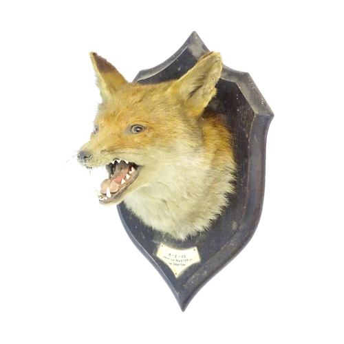 1211 - Taxidermy: an early 20thC Fox mask by Rowland Ward , London, mounted to a carved oak plinth bearing ... 