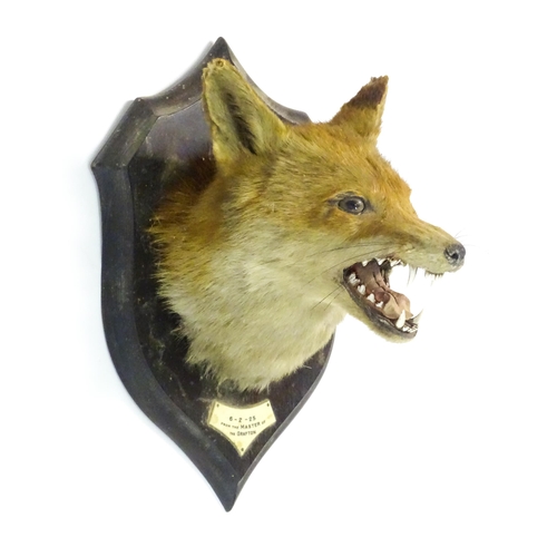 1211 - Taxidermy: an early 20thC Fox mask by Rowland Ward , London, mounted to a carved oak plinth bearing ... 