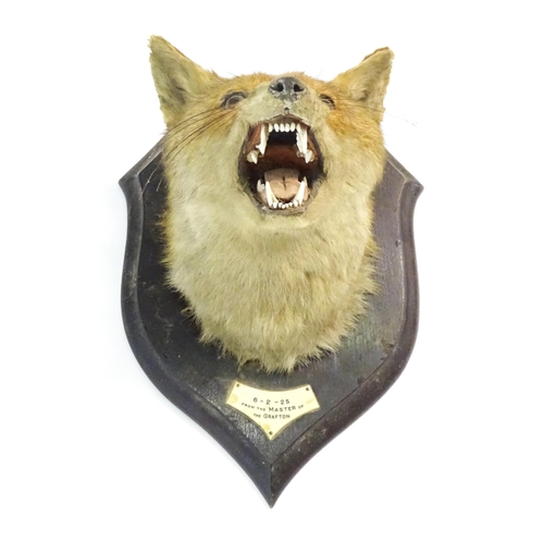 1211 - Taxidermy: an early 20thC Fox mask by Rowland Ward , London, mounted to a carved oak plinth bearing ... 