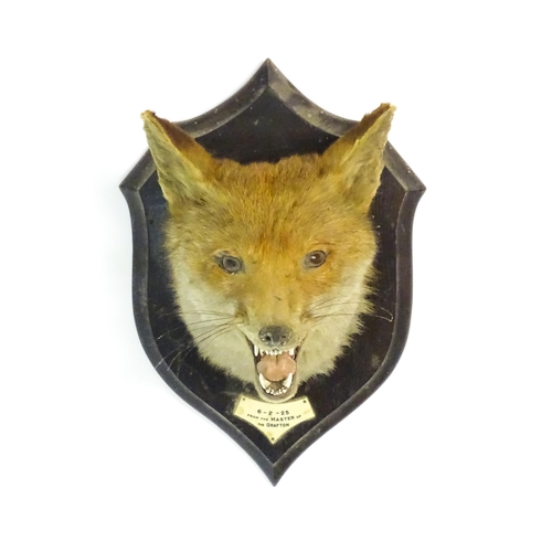 1211 - Taxidermy: an early 20thC Fox mask by Rowland Ward , London, mounted to a carved oak plinth bearing ... 