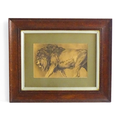 1636 - F. Dunmore, Watercolour, A study of a prowling lion. Signed and dated '05 lower right. Approx. 8