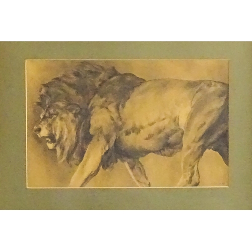 1636 - F. Dunmore, Watercolour, A study of a prowling lion. Signed and dated '05 lower right. Approx. 8