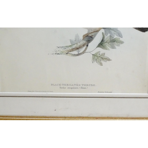 1698 - After J & E Gould, Eight ornithological coloured lithographs, various birds comprising Brake Locuste... 