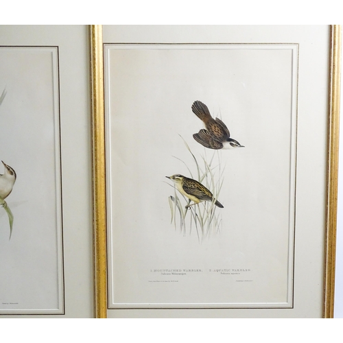 1698 - After J & E Gould, Eight ornithological coloured lithographs, various birds comprising Brake Locuste... 