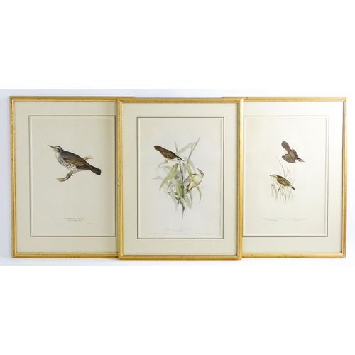 1698 - After J & E Gould, Eight ornithological coloured lithographs, various birds comprising Brake Locuste... 