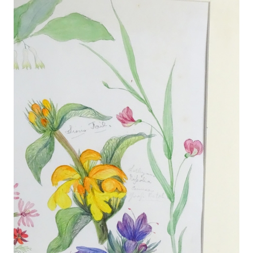 1597 - Alice Henriette Hope (Lady Hope, wife of Sir William Hope of Pinkie) (1823-1900), Botanical watercol... 