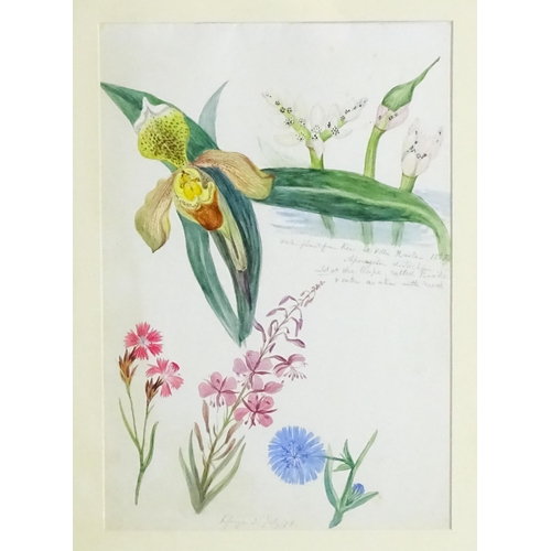 1597 - Alice Henriette Hope (Lady Hope, wife of Sir William Hope of Pinkie) (1823-1900), Botanical watercol... 