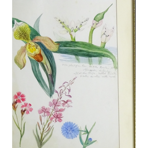 1597 - Alice Henriette Hope (Lady Hope, wife of Sir William Hope of Pinkie) (1823-1900), Botanical watercol... 