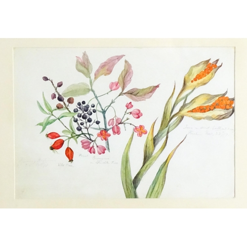 1598 - Alice Henriette Hope (Lady Hope, wife of Sir William Hope of Pinkie) (1823-1900), Botanical watercol... 