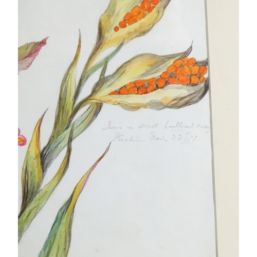 1598 - Alice Henriette Hope (Lady Hope, wife of Sir William Hope of Pinkie) (1823-1900), Botanical watercol... 