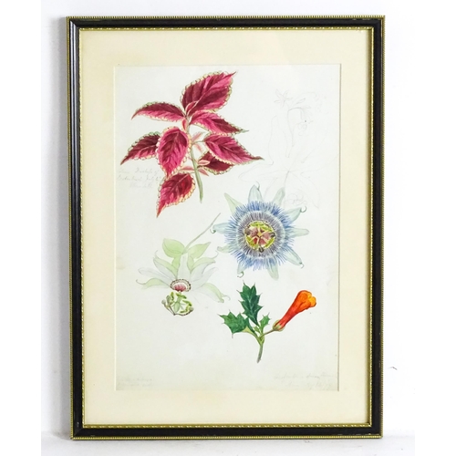 1598 - Alice Henriette Hope (Lady Hope, wife of Sir William Hope of Pinkie) (1823-1900), Botanical watercol... 