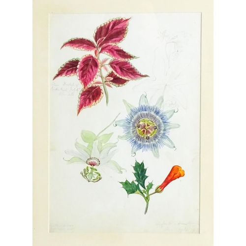 1598 - Alice Henriette Hope (Lady Hope, wife of Sir William Hope of Pinkie) (1823-1900), Botanical watercol... 