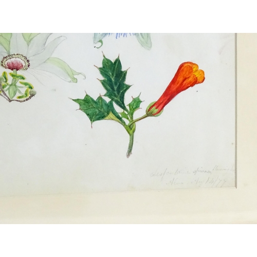 1598 - Alice Henriette Hope (Lady Hope, wife of Sir William Hope of Pinkie) (1823-1900), Botanical watercol... 