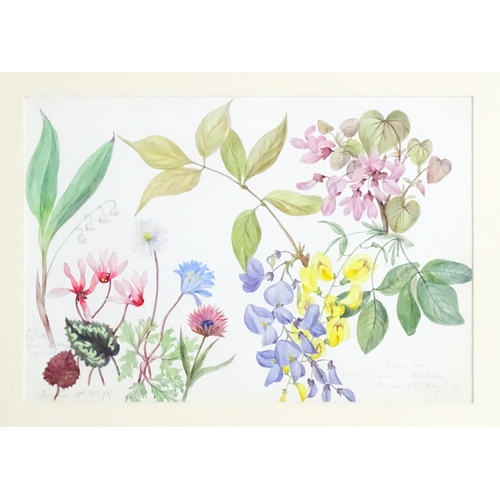 1599 - Alice Henriette Hope (Lady Hope, wife of Sir William Hope of Pinkie) (1823-1900), Botanical watercol... 