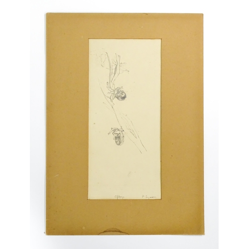 1785 - 20th century, Pencil on paper, A study of Ophrys / Bee Orchids. Signed P. Symons - possibly Patrick ... 