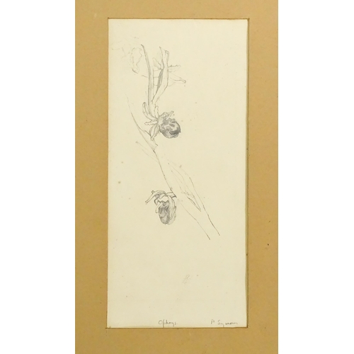 1785 - 20th century, Pencil on paper, A study of Ophrys / Bee Orchids. Signed P. Symons - possibly Patrick ... 