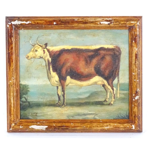 1676 - J. Box, 20th century, Oil on canvas laid on board, A portrait of a prize cow in a landscape. Signed ... 